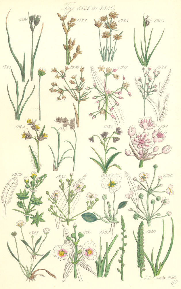 WILD FLOWERS.Rush Star-Fruit Water-Plantain Arrow-head Arrow-grass.SOWERBY 1890